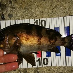 低潮位での釣行